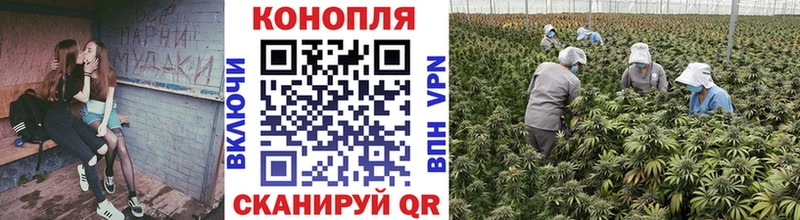 Конопля план  Лакинск 